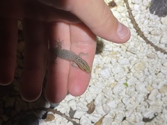 Sphaerodactylus notatus
