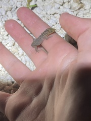 Sphaerodactylus notatus