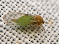 Cacopsylla brunneipennis