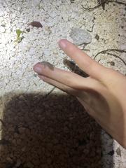 Sphaerodactylus notatus