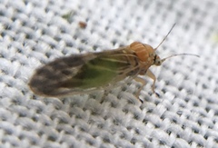 Cacopsylla brunneipennis