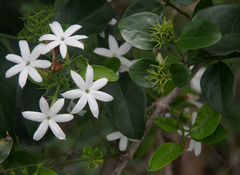 Jasminum elongatum