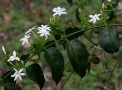 Jasminum elongatum