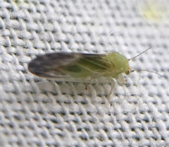Cacopsylla brunneipennis