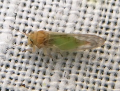 Cacopsylla brunneipennis