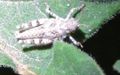 Heliastus sumichrasti