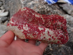 Homotrema rubrum