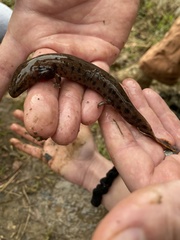 Necturus mounti