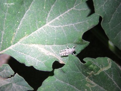 Heliastus sumichrasti