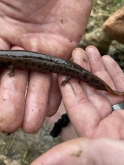 Necturus mounti