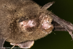 Pteronotus mesoamericanus