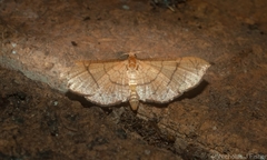 Hypolamprus ypsilon