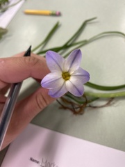Ipheion uniflorum