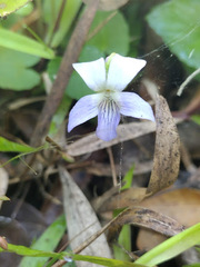 Viola septemloba
