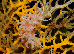 Phyllodesmium undulatum