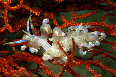 Phyllodesmium undulatum