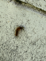 Erebidae