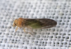 Cacopsylla brunneipennis