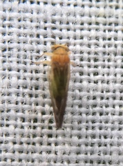 Cacopsylla brunneipennis