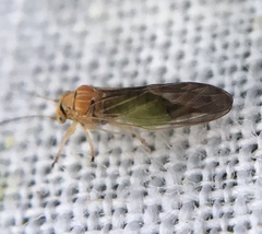 Cacopsylla brunneipennis