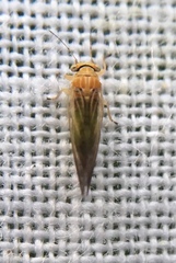 Cacopsylla brunneipennis