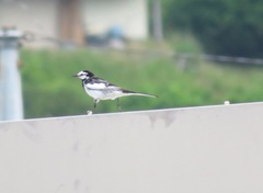 Motacilla alba lugens