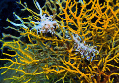 Phyllodesmium undulatum