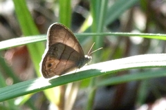 Splendeuptychia doxes