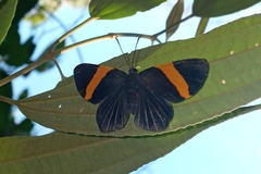 Panara soana