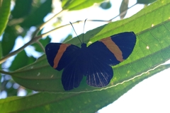 Panara soana