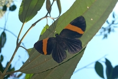 Panara soana