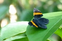 Panara soana