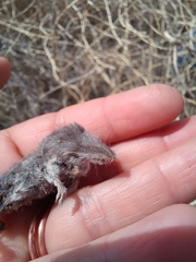 Notiosorex crawfordi