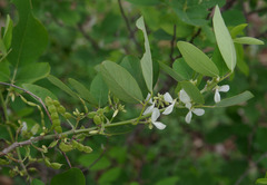Dendrolobium arbuscula