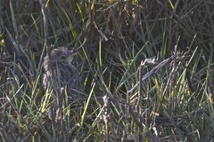 Cisticola cherina