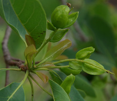 Terminalia porphyrocarpa