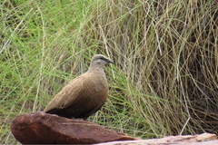 Petrophassa albipennis