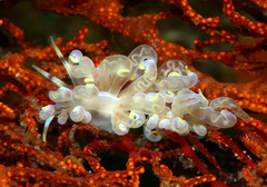 Phyllodesmium undulatum