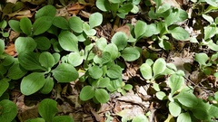Antennaria plantaginifolia