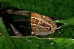 Opoptera syme