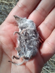 Notiosorex crawfordi