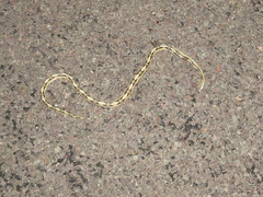 Bogertophis subocularis