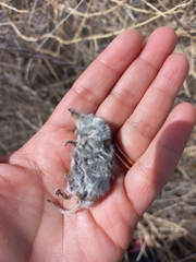 Notiosorex crawfordi