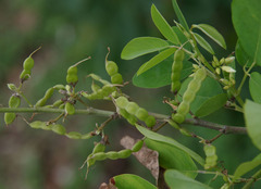 Dendrolobium arbuscula