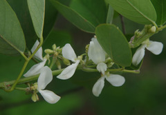 Dendrolobium arbuscula