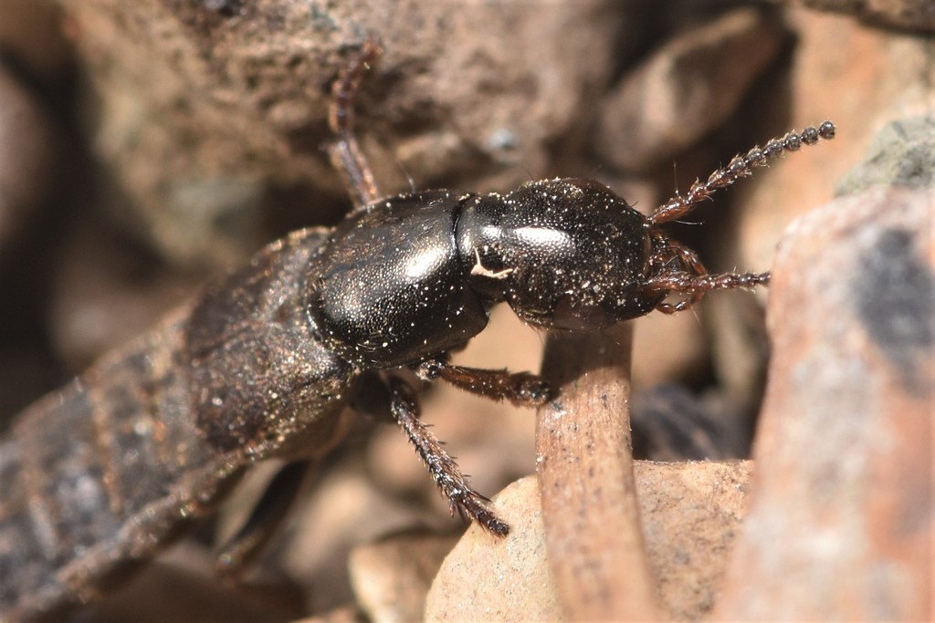 Staph beetle
