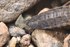 Ocypus aeneocephalus