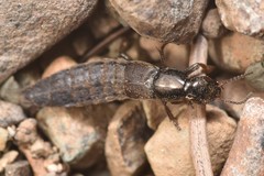 Ocypus aeneocephalus