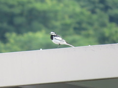 Motacilla alba lugens