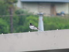 Motacilla alba lugens